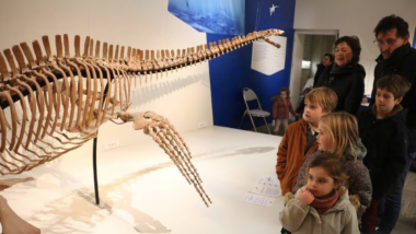 Dernier jour au Musée Vert au Mans une expérience à ne pas manquer !