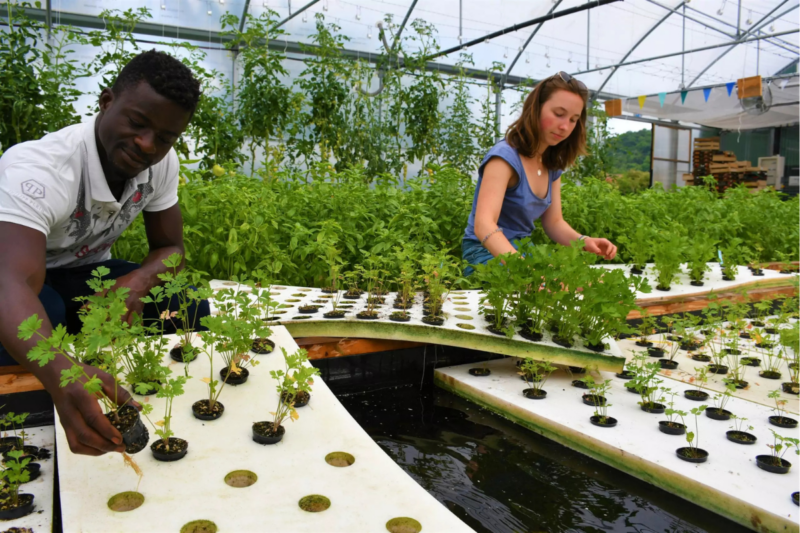 Sarthe Une ferme aquaponique révolutionnaire dès l'été 2025 !